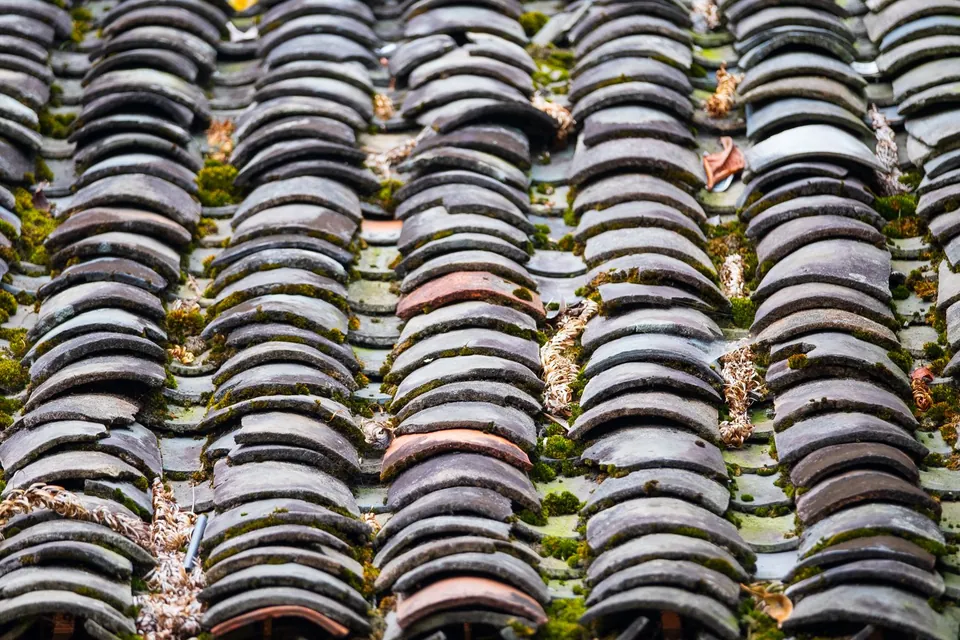 Tuiles canal anciennes envahies de mousse entre les rangs